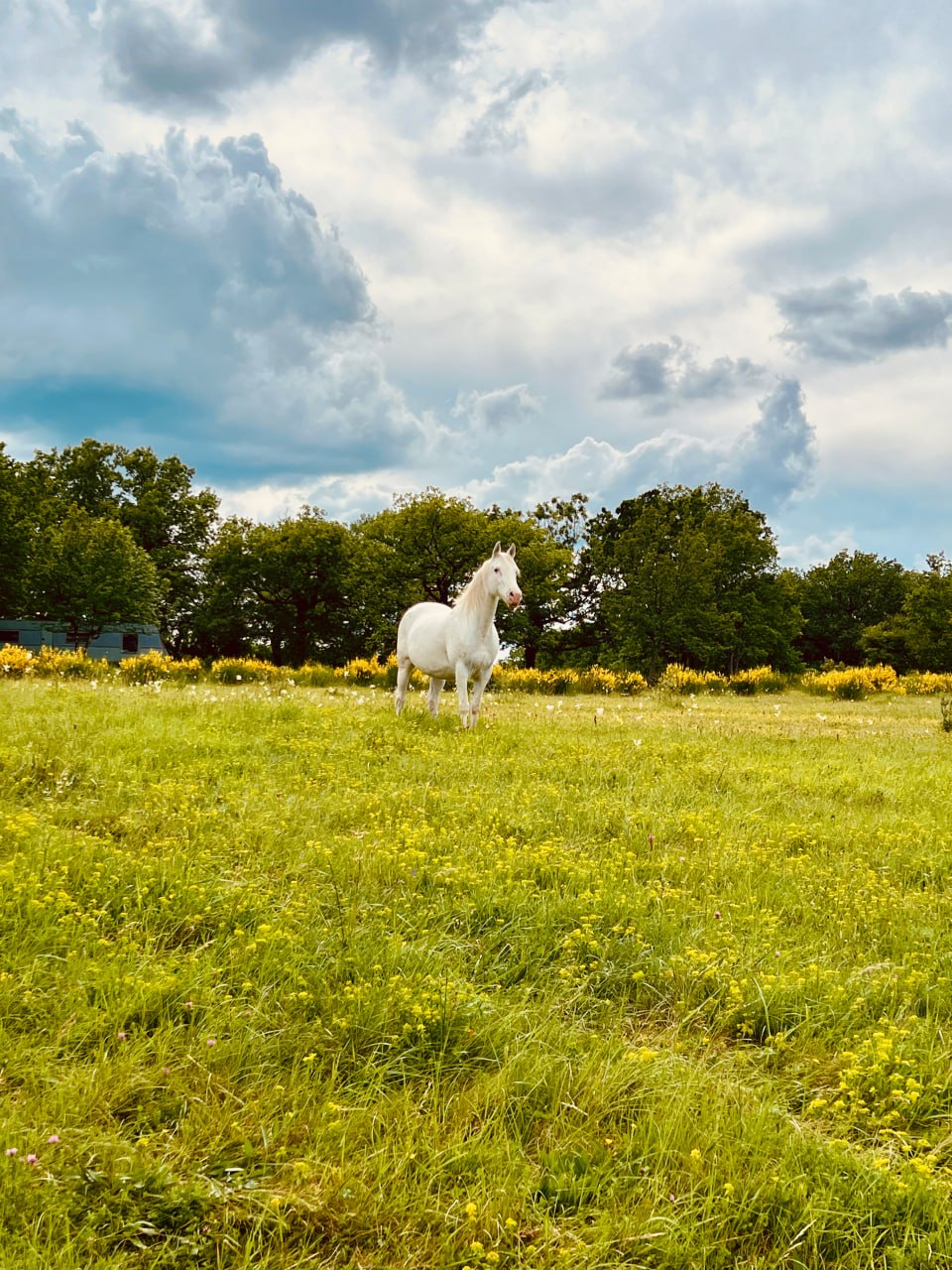 Cheval blanc dans la prairie de la ferme, lieu des stages de fabrication de tambour